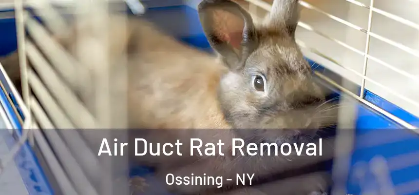  Air Duct Rat Removal Ossining - NY